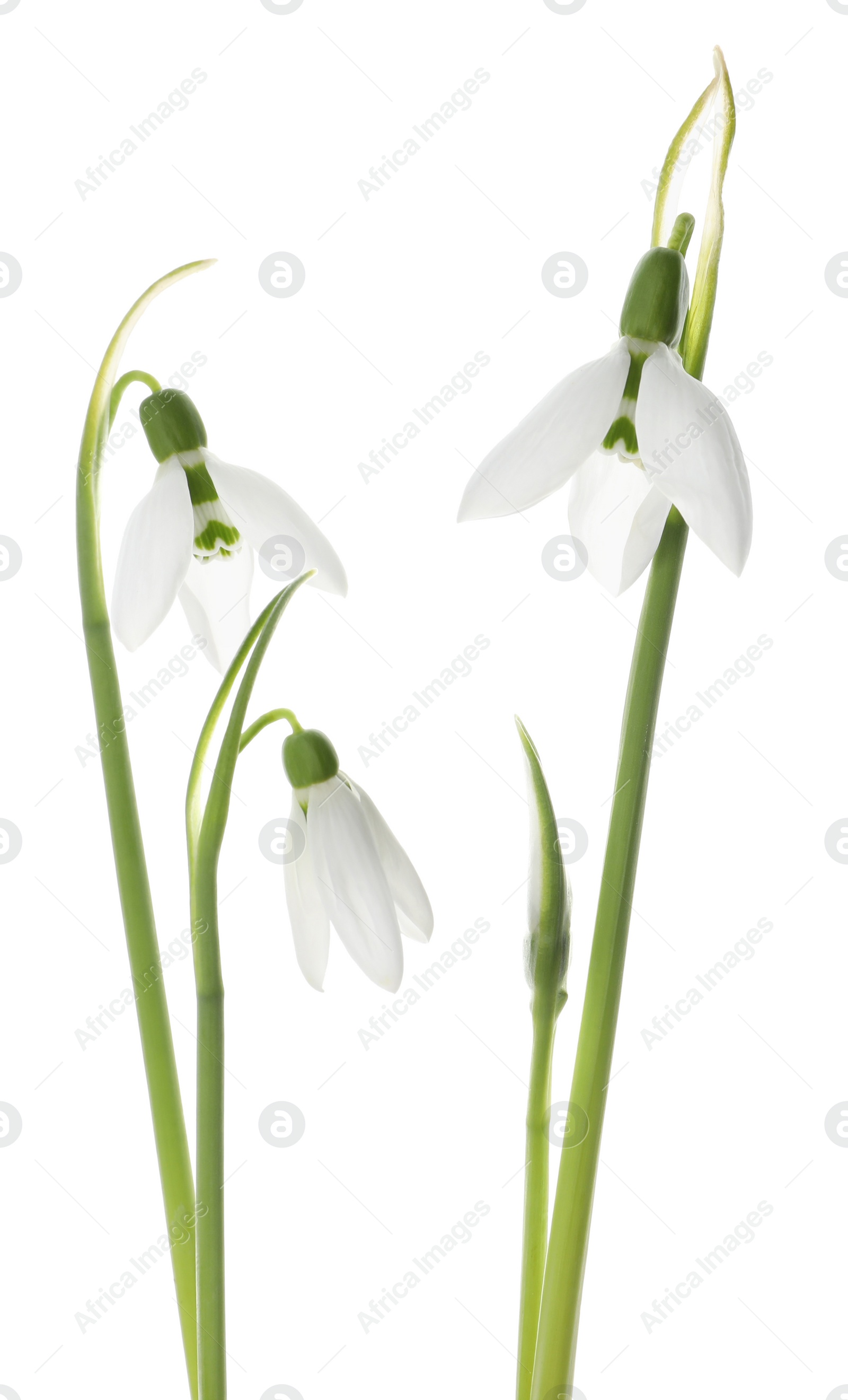 Photo of Beautiful snowdrops on white background. Spring flowers