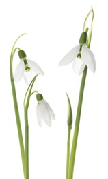 Photo of Beautiful snowdrops on white background. Spring flowers