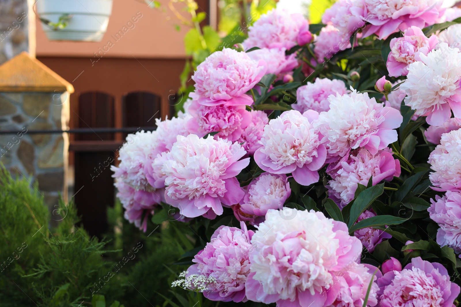 Photo of Blooming peony plant with beautiful pink flowers outdoors