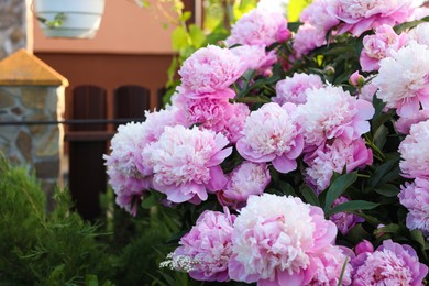 Blooming peony plant with beautiful pink flowers outdoors