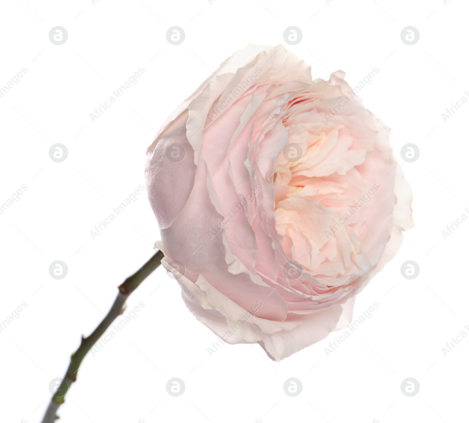 Photo of Beautiful English rose with tender petals isolated on white