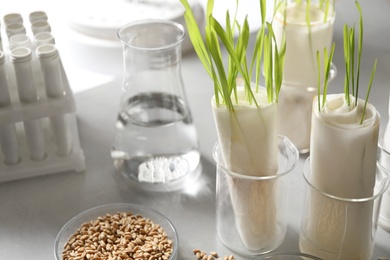 Germination and energy analysis of plants on table in laboratory. Paper towel method