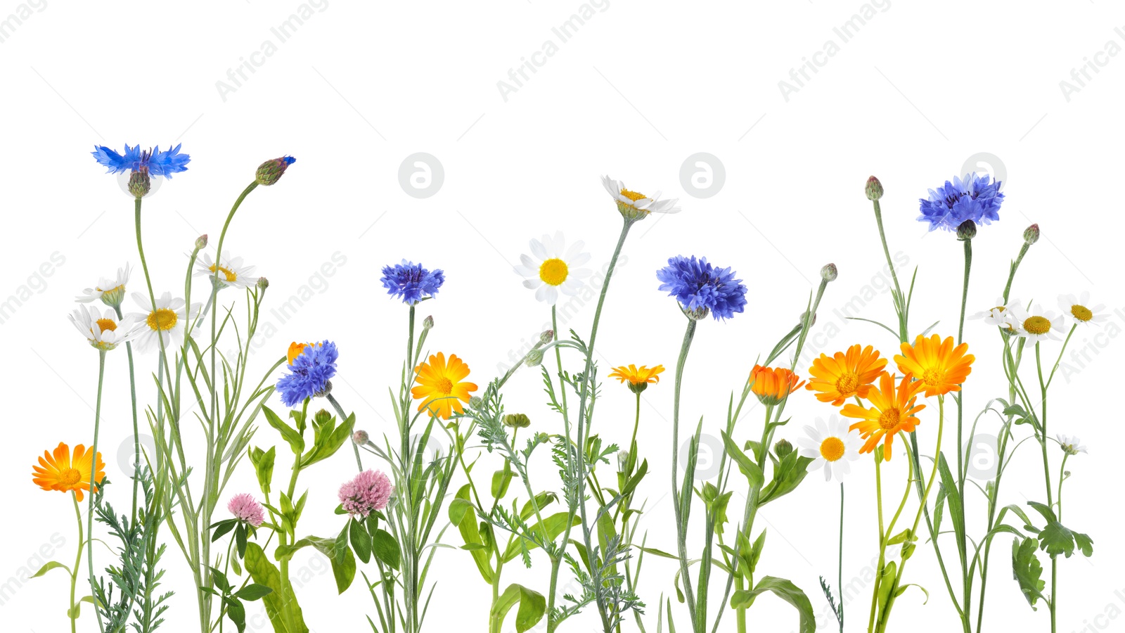 Image of Colorful meadow flowers on white background, banner design