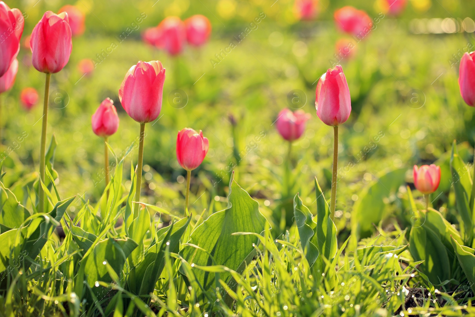 Photo of Field with fresh beautiful tulips. Blooming spring flowers