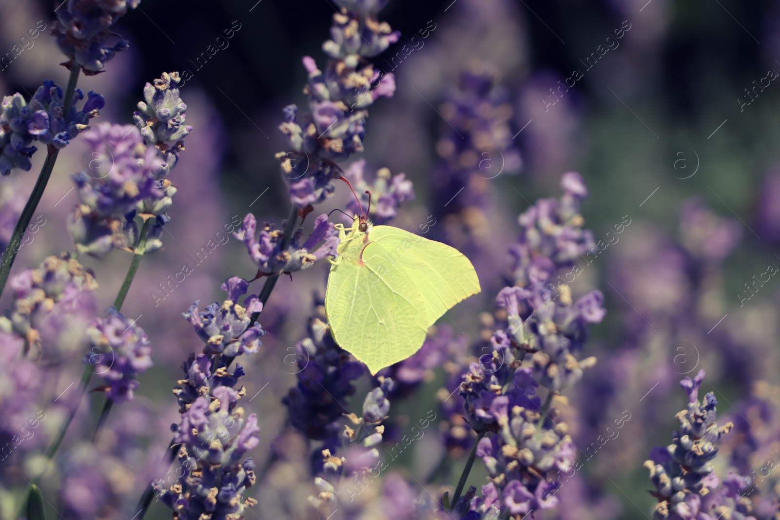 Photo of Beautiful butterfly in lavender field on sunny day, closeup