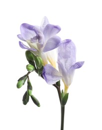 Beautiful violet freesia flower on white background