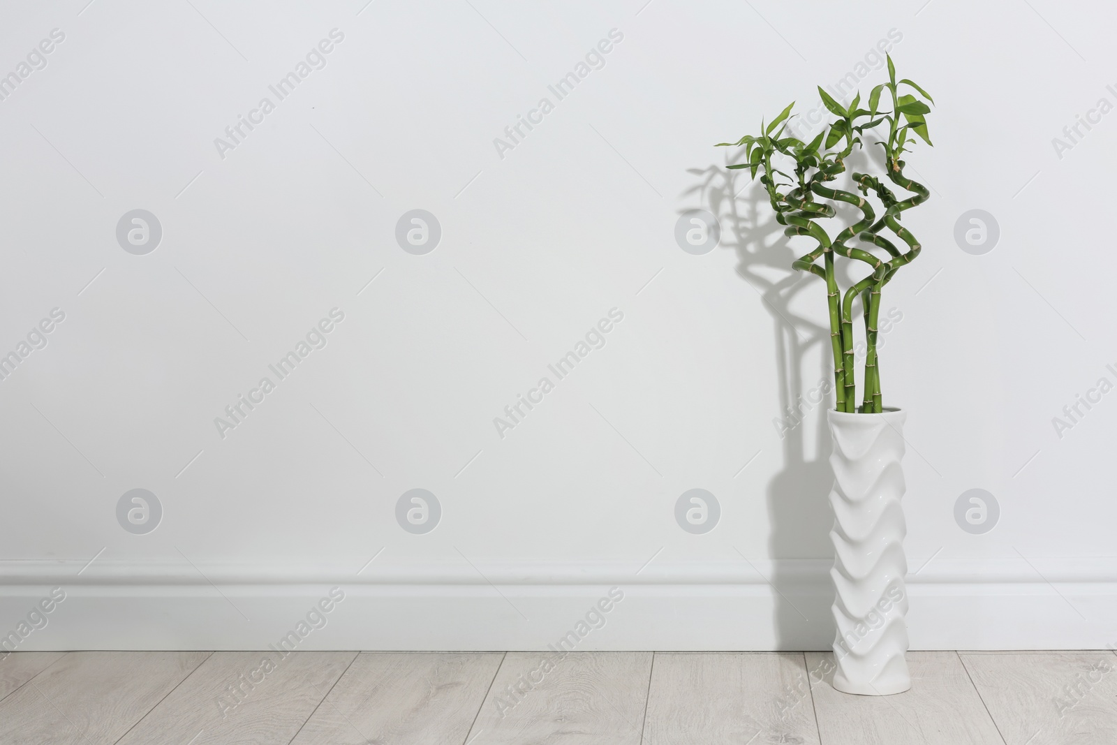 Photo of Vase with green bamboo on floor near light wall. Space for text