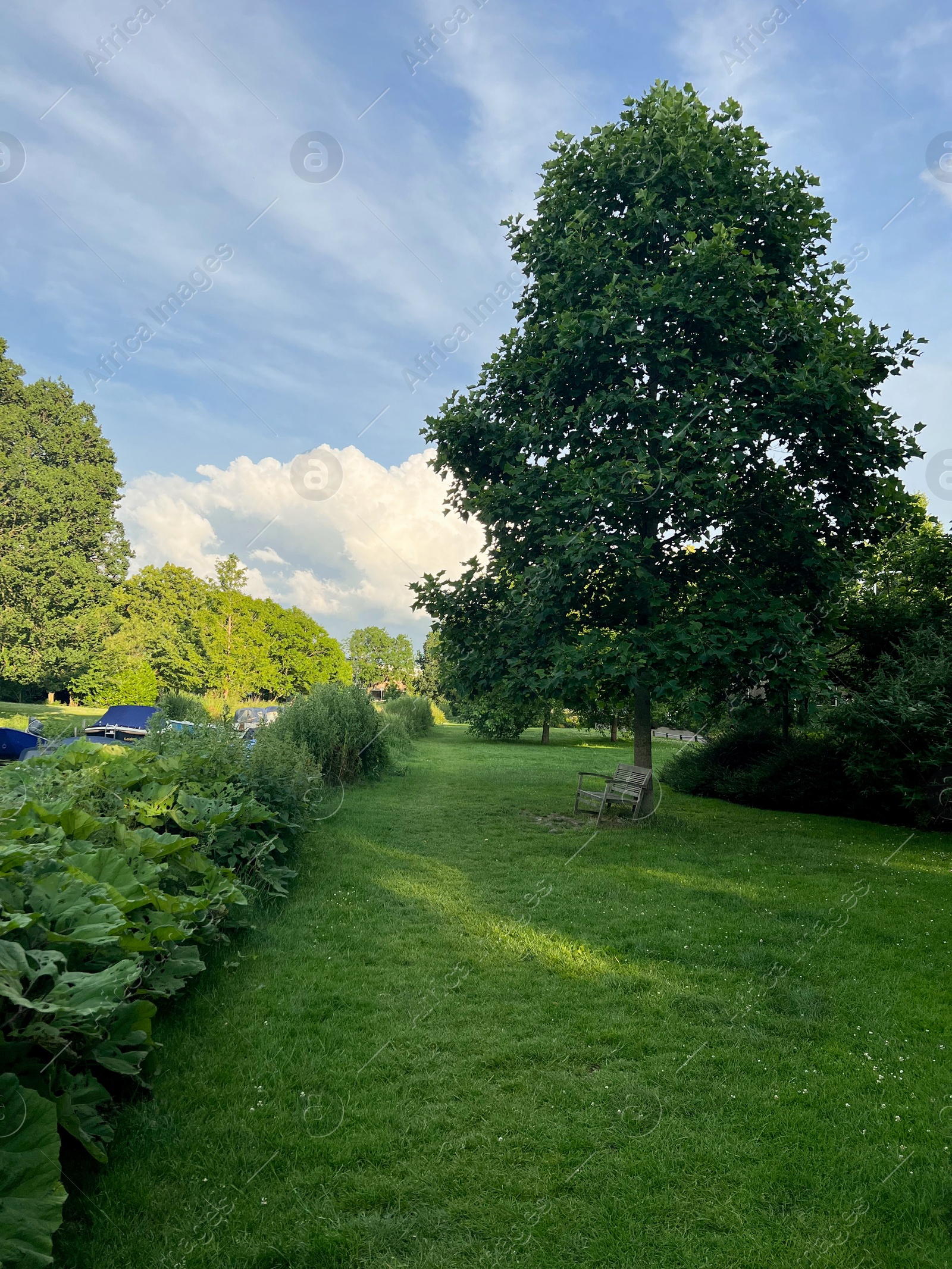 Photo of Picturesque view of beautiful park with fresh green grass and trees on sunny day