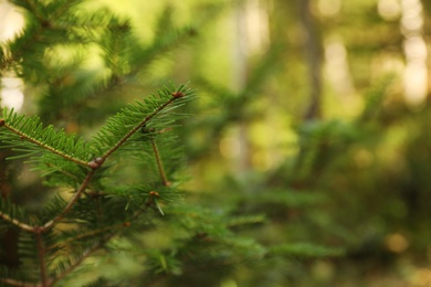 Photo of Beautiful fir with green branches in forest, closeup