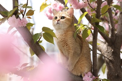 Photo of Cute cat on spring tree branch with beautiful blossoms outdoors