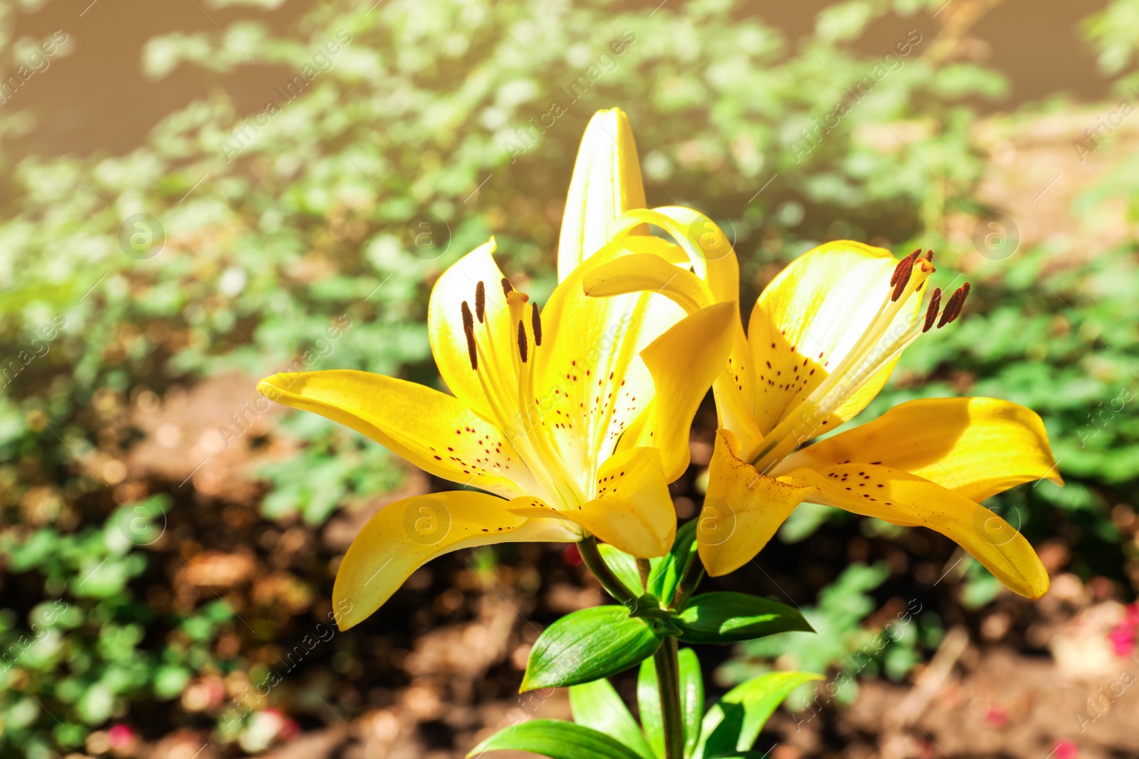 Photo of Beautiful blooming lily flowers in garden, closeup