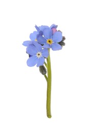 Photo of Delicate blue Forget-me-not flowers on white background