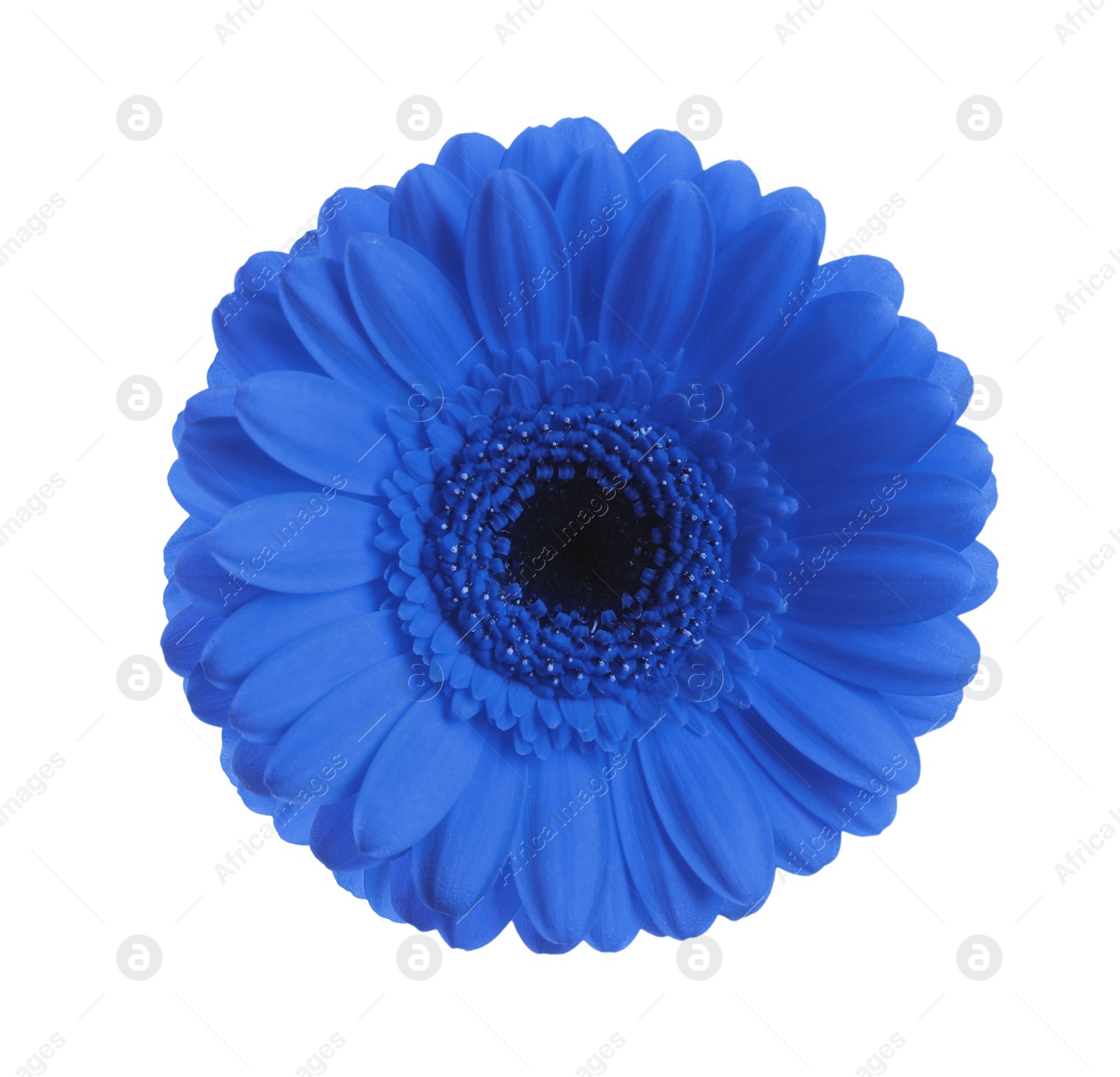 Image of Beautiful blue gerbera flower on white background