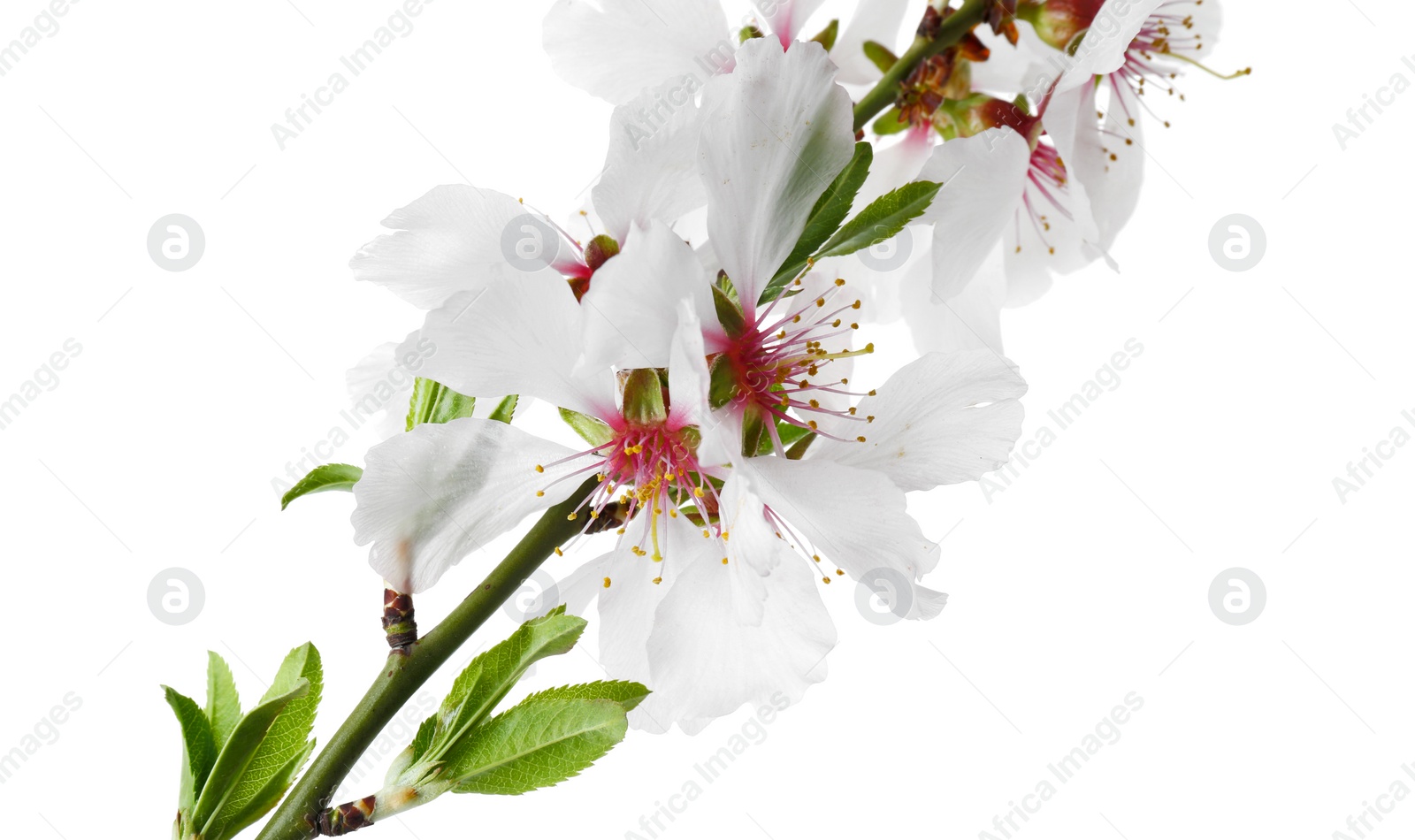 Photo of Tree branch with beautiful blossoms isolated on white. Spring season