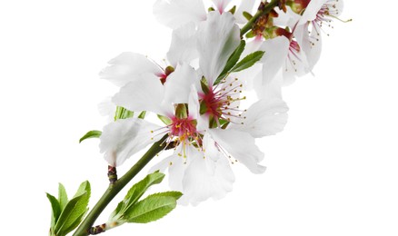 Tree branch with beautiful blossoms isolated on white. Spring season