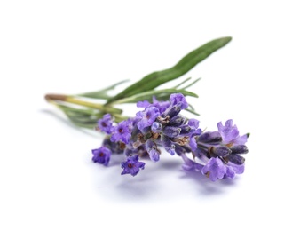 Beautiful blooming lavender flower on white background