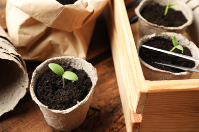 Young seedlings in peat pots on wooden table