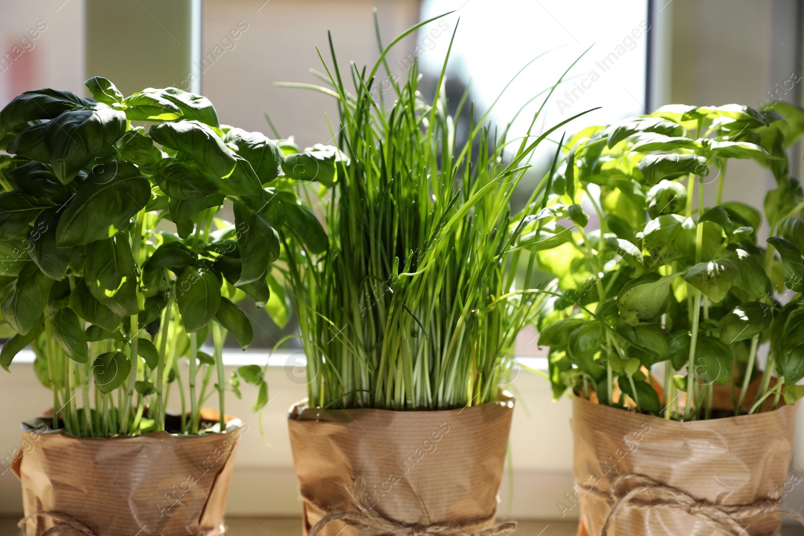 Photo of Different aromatic potted herbs near window indoors, closeup