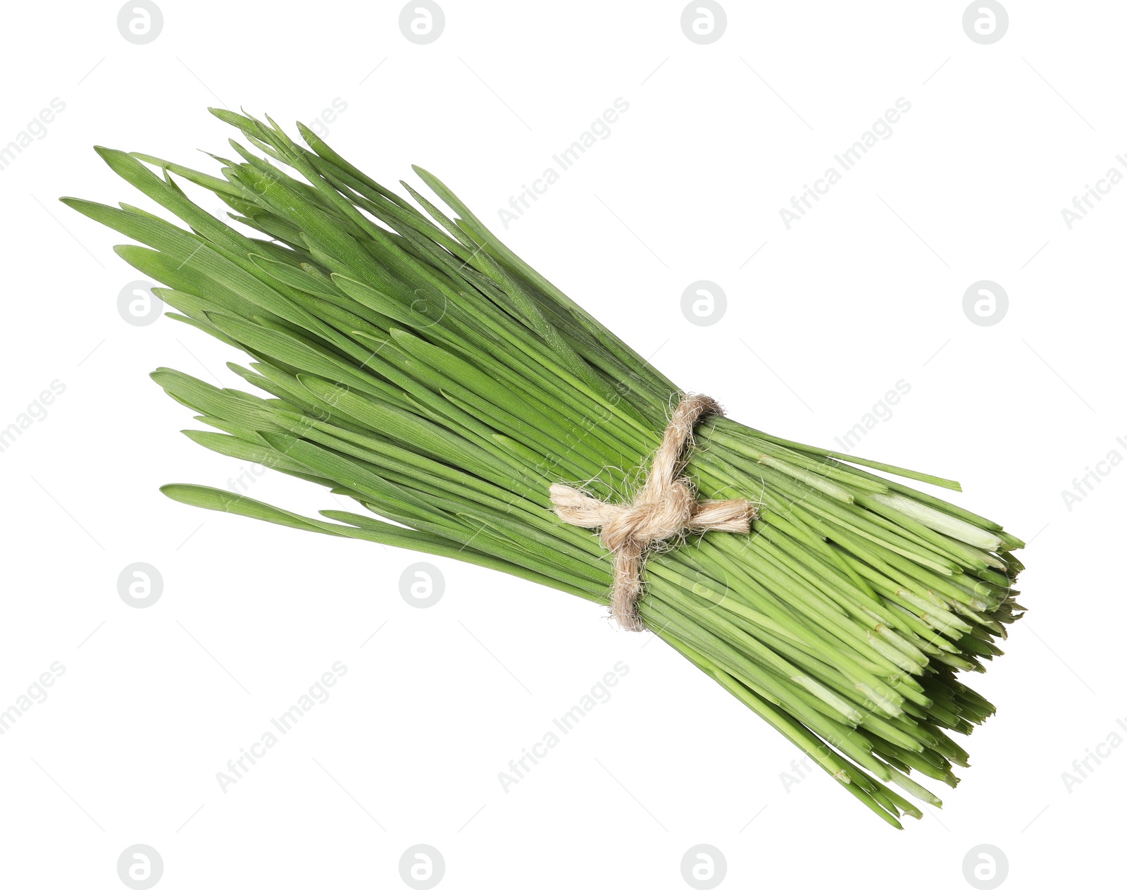 Photo of Bunch of fresh wheat grass sprouts isolated on white