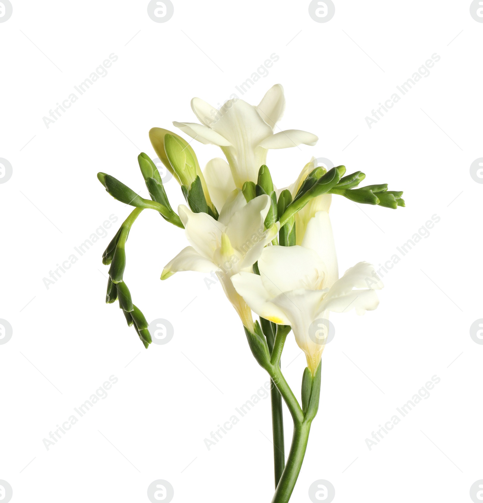 Photo of Beautiful blooming freesia flowers isolated on white