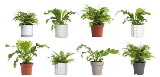 Image of Set with beautiful ferns in pots on white background. Banner design