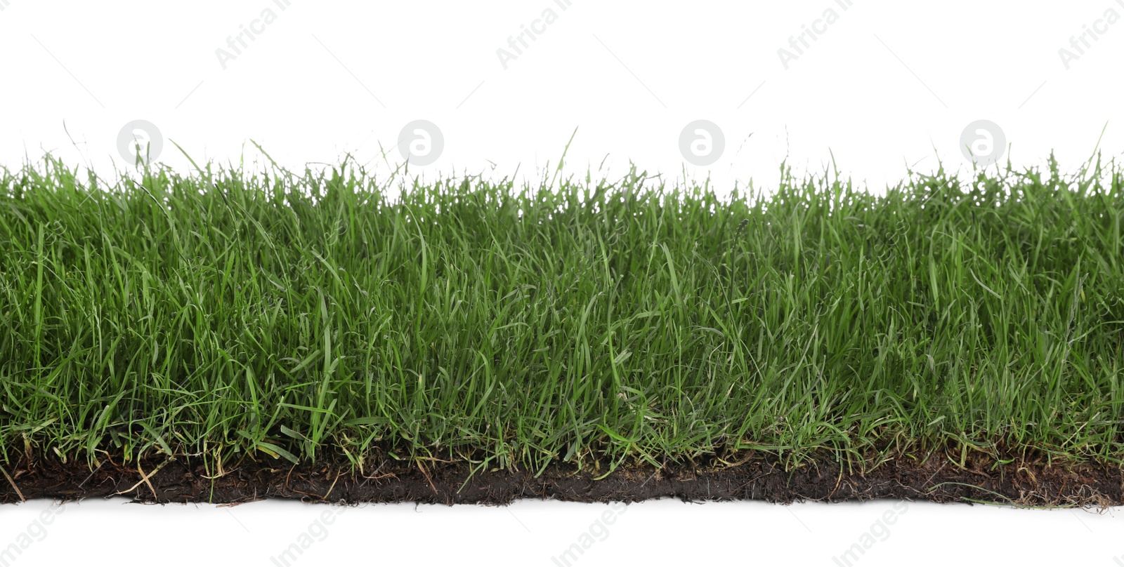 Photo of Soil with green grass on white background