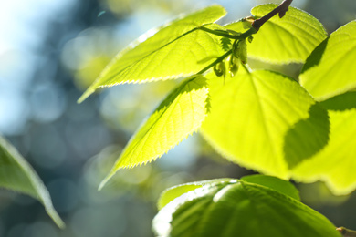 Photo of Tree branches with green leaves on sunny day