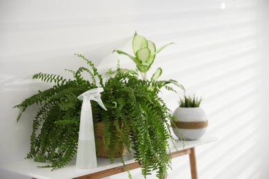 Photo of Beautiful potted plants and spray bottle on white table in light room. Home decoration