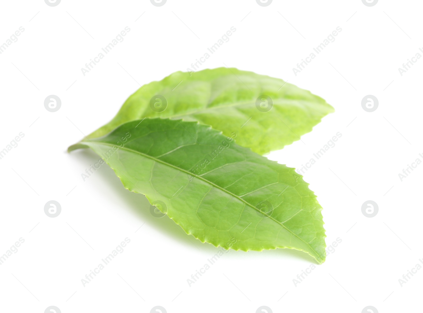 Photo of Fresh green tea leaves isolated on white