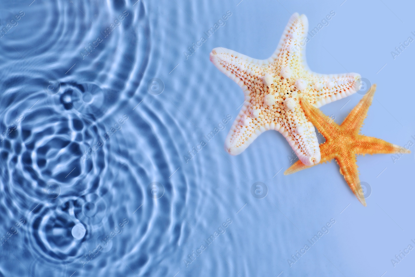 Image of Starfishes washed by sea water, top view. Space for text