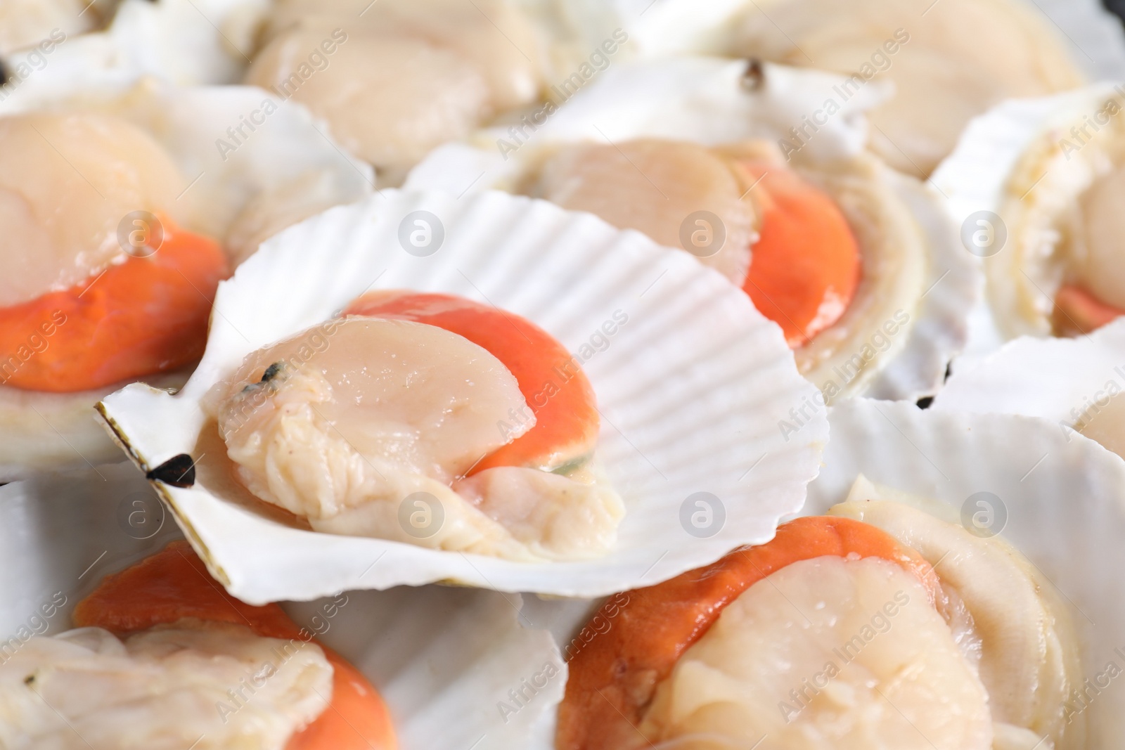 Photo of Fresh raw scallops with shells as background, closeup