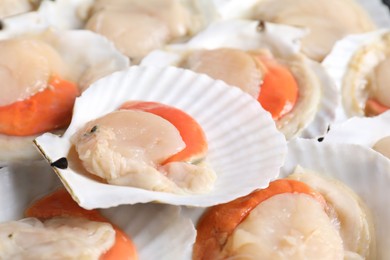 Fresh raw scallops with shells as background, closeup