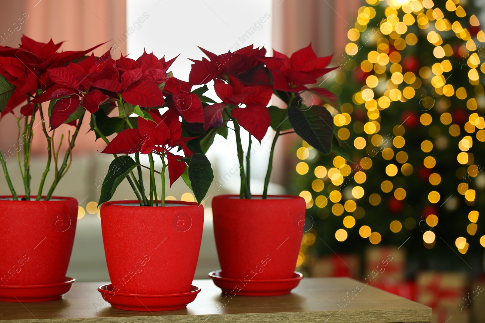 Photo of Potted poinsettias on wooden table in decorated room. Christmas traditional flower