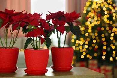 Photo of Potted poinsettias on wooden table in decorated room. Christmas traditional flower