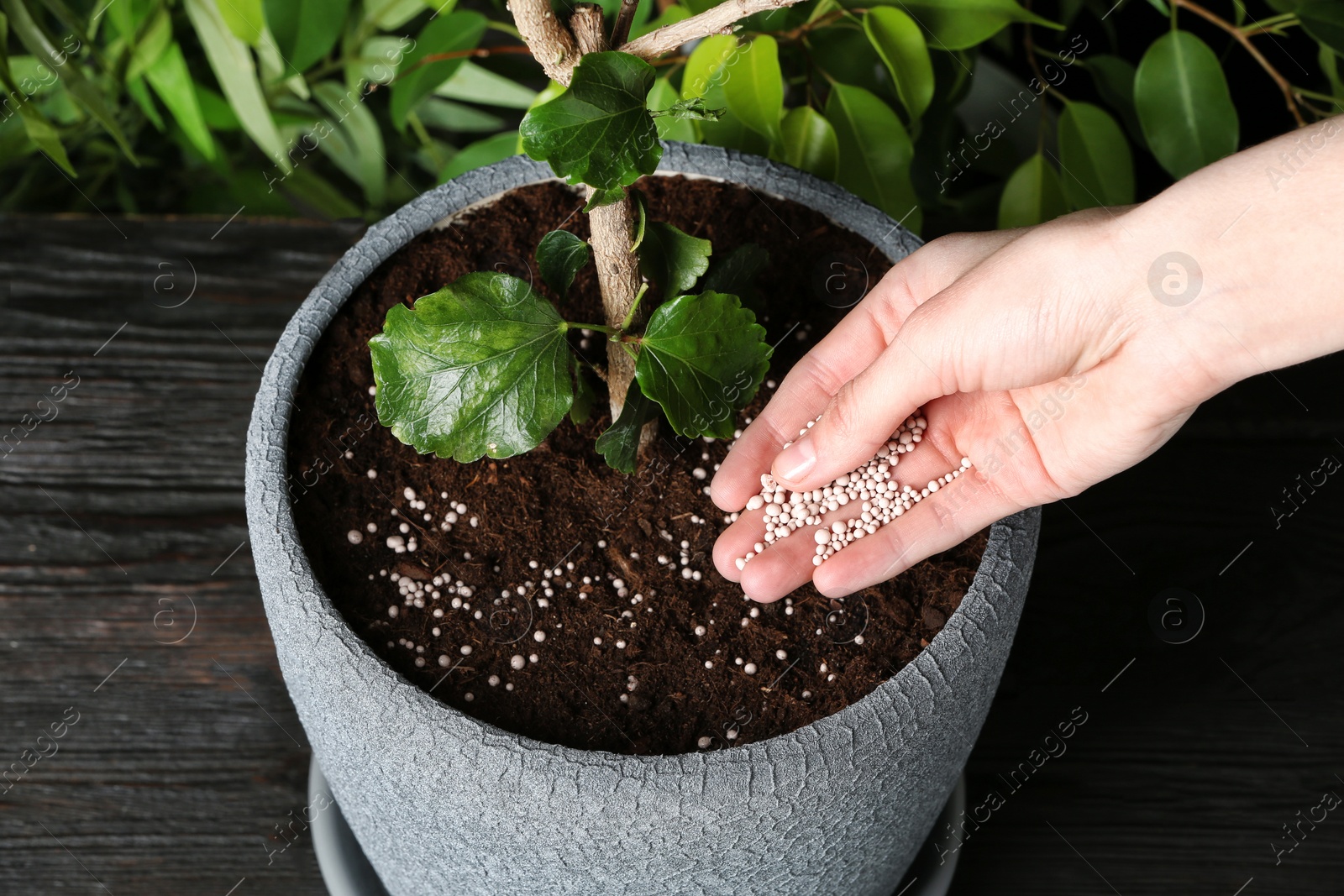 Photo of Woman fertilizing pot plant on wooden table, closeup. Gardening time