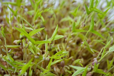 Photo of Closeup view of mung bean sprouts as background