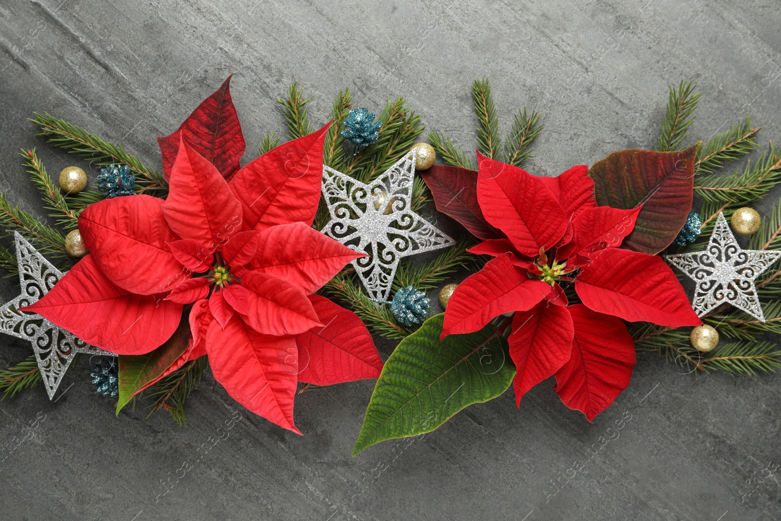 Photo of Flat lay composition with beautiful poinsettia on grey background. Christmas traditional flower