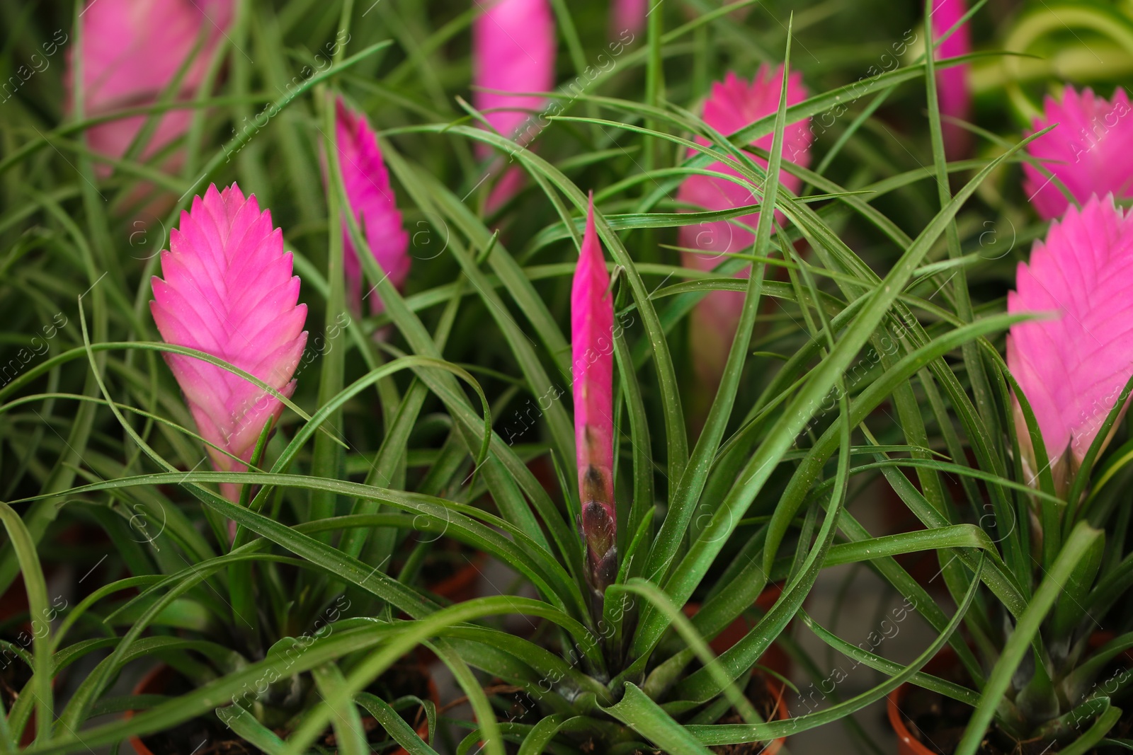 Photo of Beautiful pink quill flowers, closeup. Tropical plant