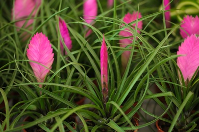 Photo of Beautiful pink quill flowers, closeup. Tropical plant