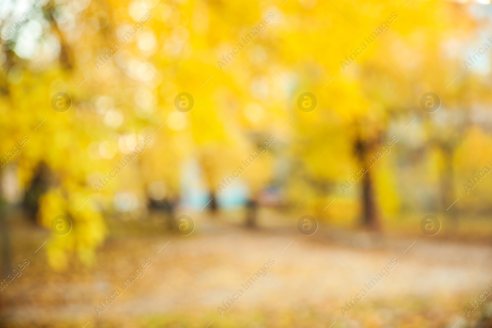 Photo of Blurred view of autumn foliage outdoors. Bokeh effect
