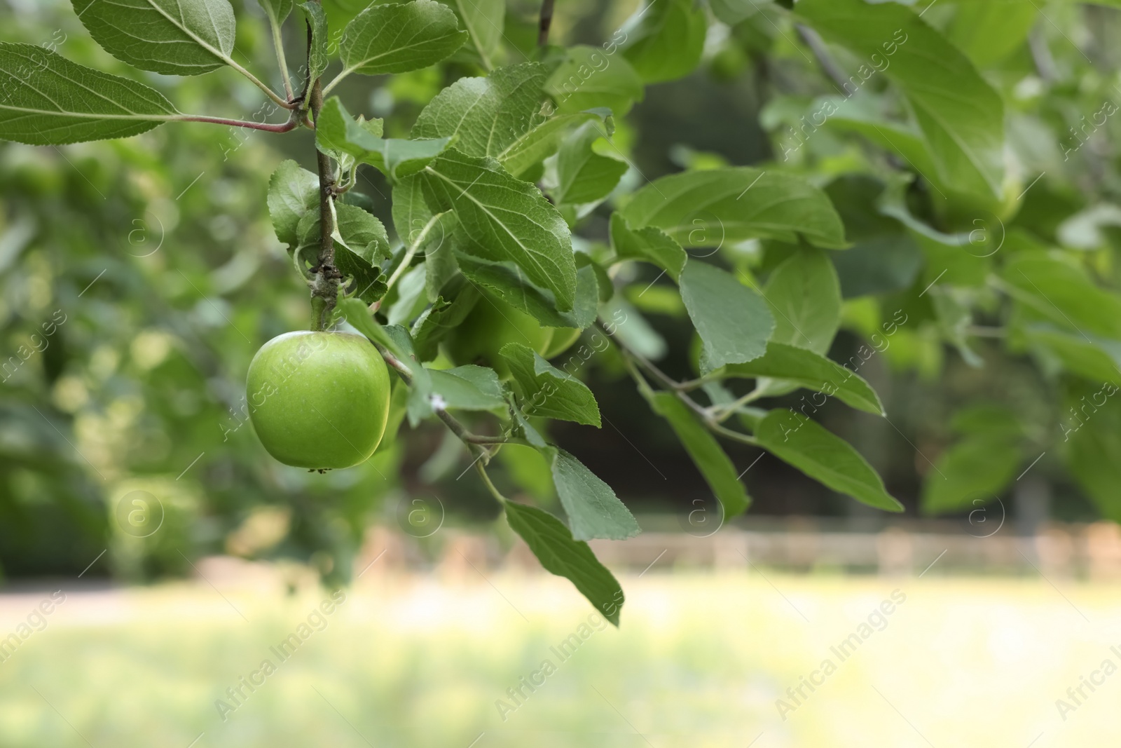 Photo of Branches of apple tree with fruits outdoors