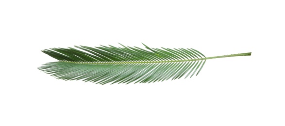 Photo of Beautiful tropical Sago palm leaf on white background