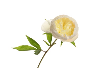 Photo of Fragrant peony on white background. Beautiful spring flower