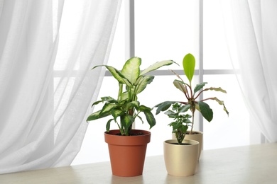 Photo of Different plants in pots on window sill. Home decor