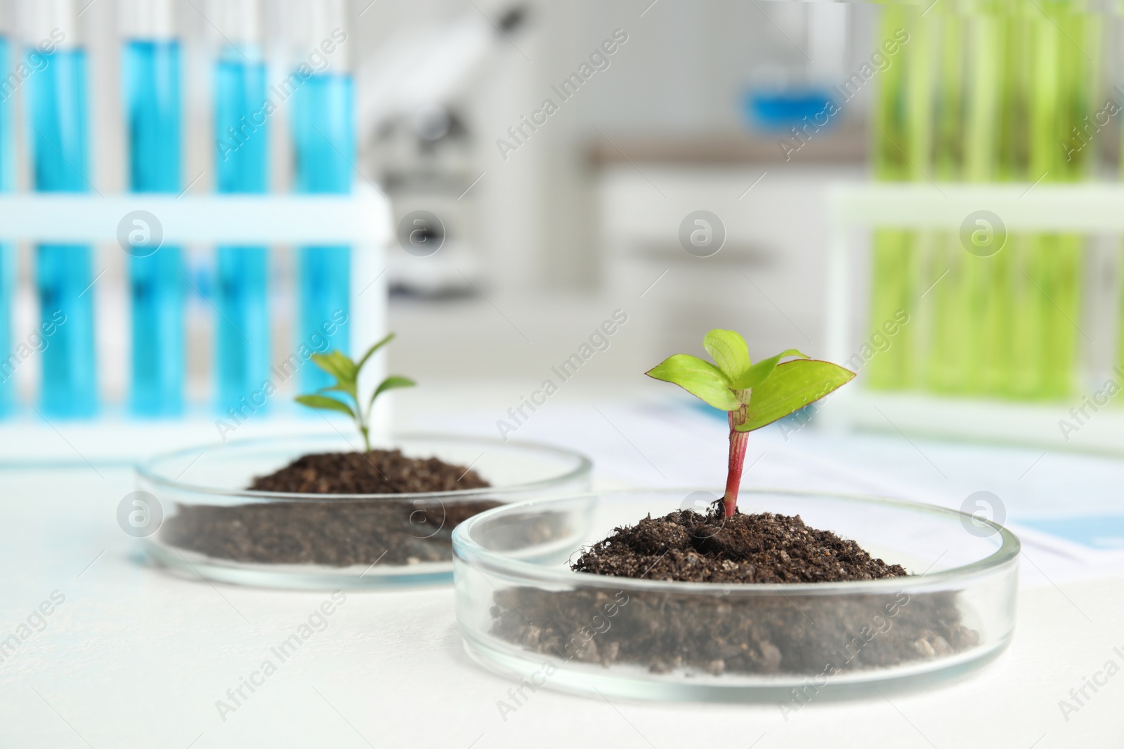 Photo of Petri dish with soil and sprouted plant on white table, space for text. Biological chemistry