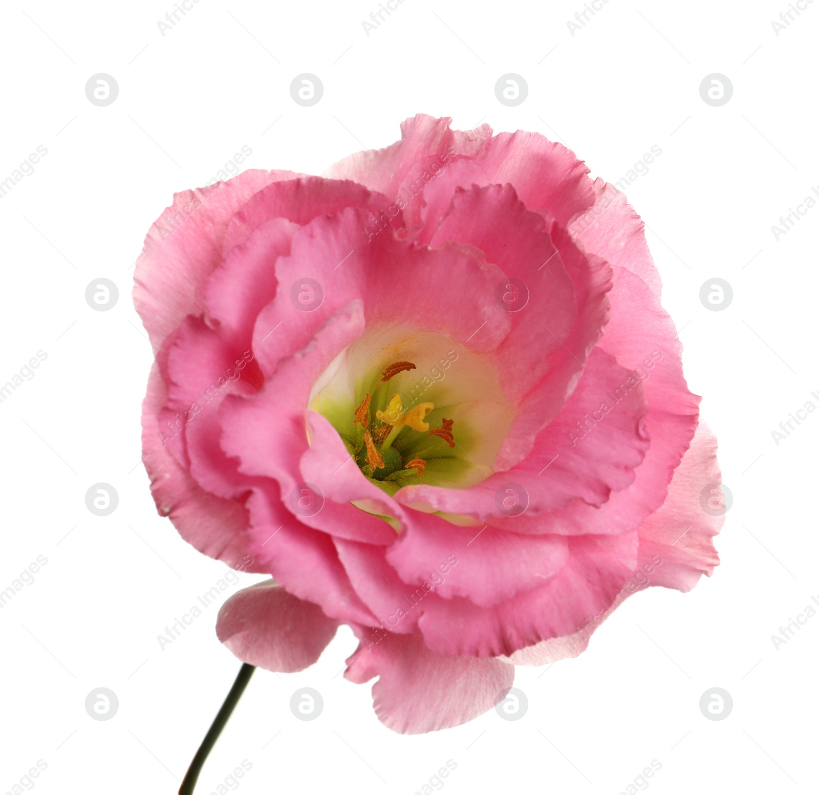 Photo of Beautiful Eustoma flower on white background