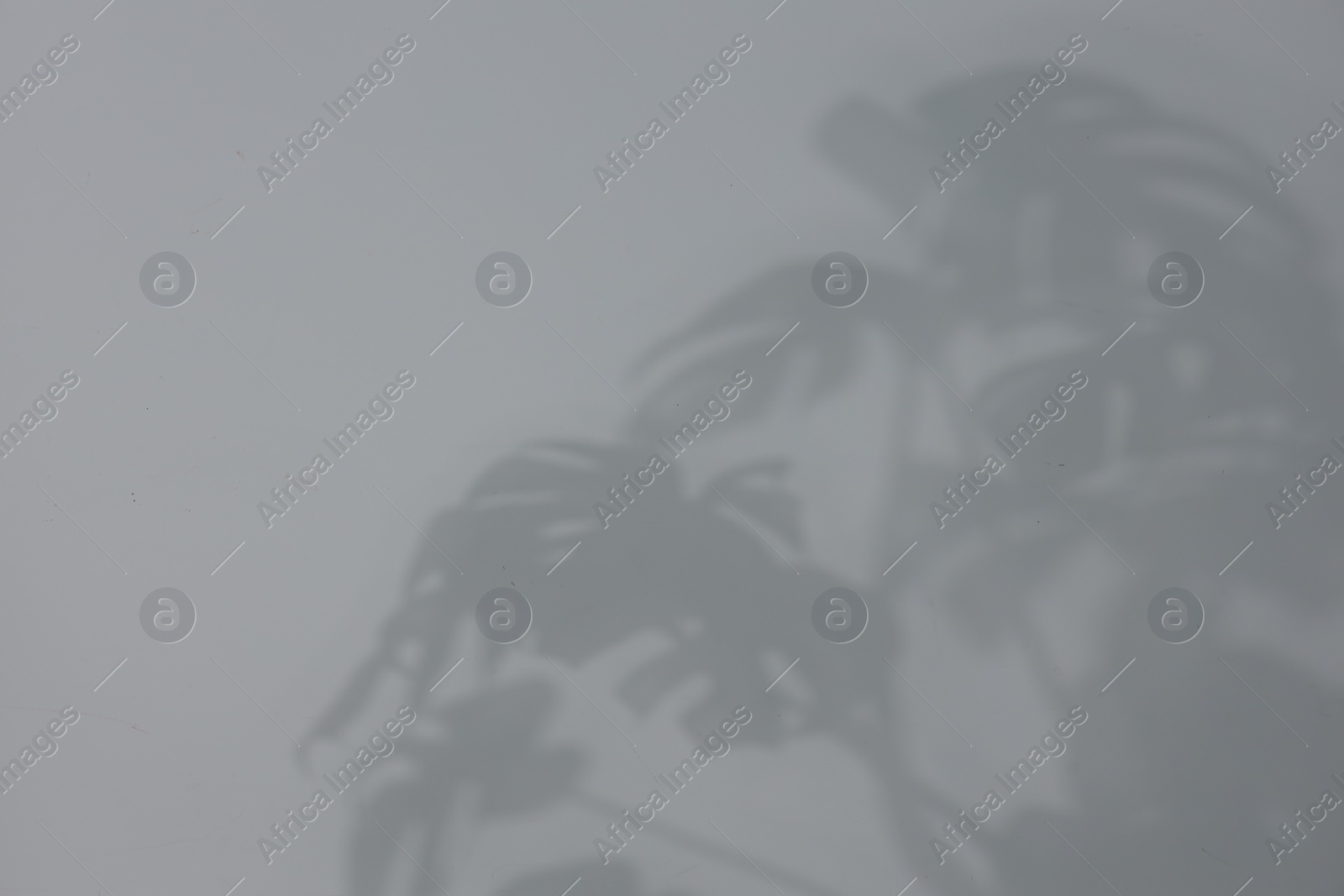 Photo of Shadow of plant falling on white wall, space for text