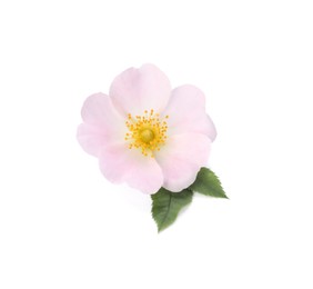Photo of Beautiful rose hip flower with leaves on white background