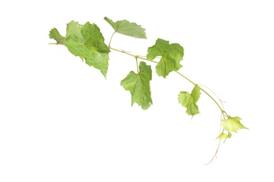 Fresh green grape leaves on white background