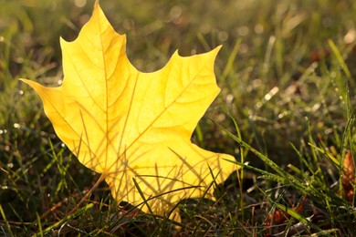 Photo of Beautiful fallen leaf among green grass outdoors on sunny autumn day, closeup